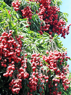 Lychee 'Mauritius' (Litchi chinensis) - Tampa Home & Garden Store
