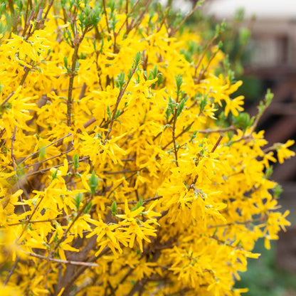 Lynwood Gold Forsythia shrub yellow blooms on woody branches outdoor plant on Tampa Home & Garden Store