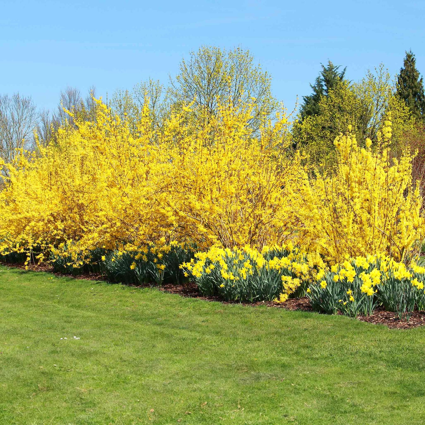 Lynwood Gold Forsythia shrub with bright yellow blooms, outdoor plant by Live Good Logistics on Tampa Home & Garden Store