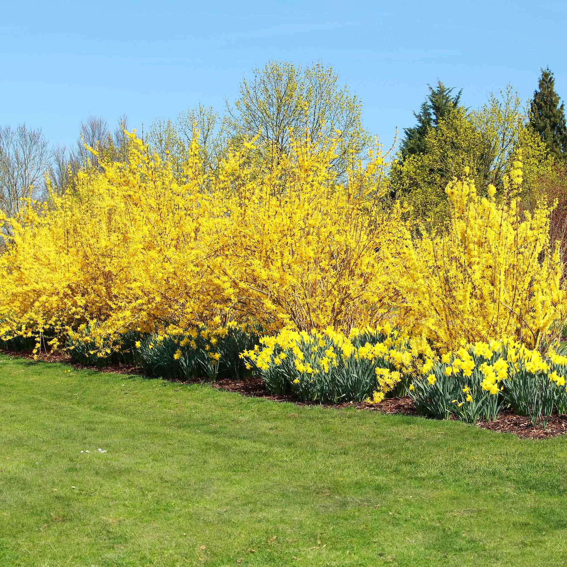 Lynwood Gold Forsythia shrub with bright yellow blooms, outdoor plant by Live Good Logistics on Tampa Home & Garden Store