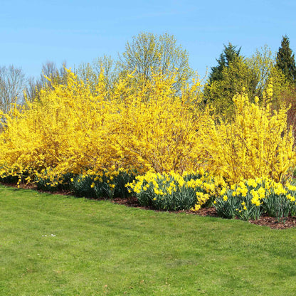 Lynwood Gold Forsythia shrub with bright yellow blooms, outdoor plant by Live Good Logistics on Tampa Home & Garden Store