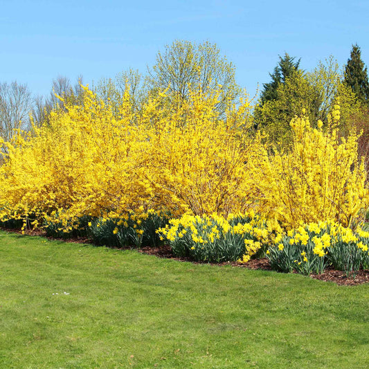 Lynwood Gold Forsythia shrub with bright yellow blooms, outdoor plant by Live Good Logistics on Tampa Home & Garden Store