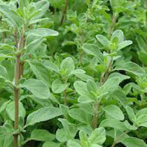 MARJORAM Seeds, Sweet - Tampa Home & Garden Store