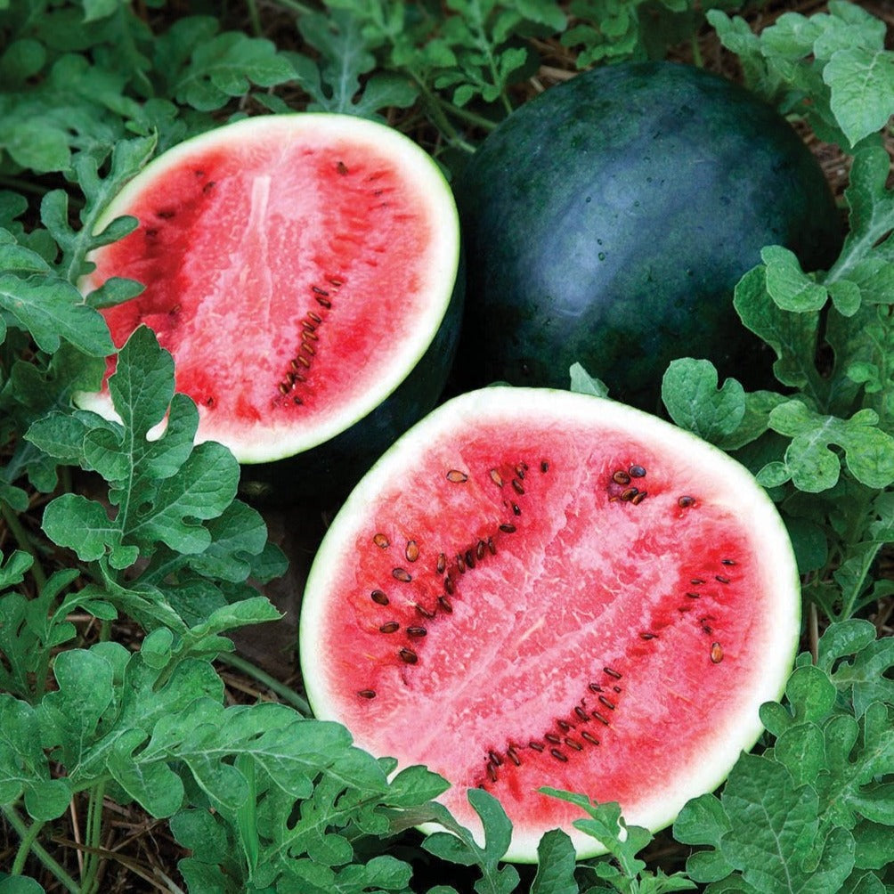 Sugar Baby Watermelon halves with red flesh and black seeds among vines Seedtime Store on Tampa Home & Garden Store