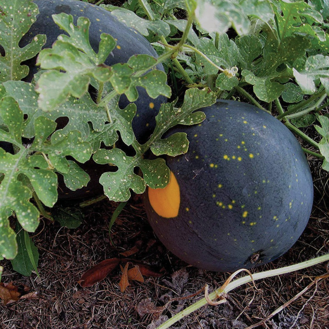 Moon and Stars Watermelon seeds, dark blue-green rind with yellow specks, Seedtime Store on Tampa Home & Garden Store