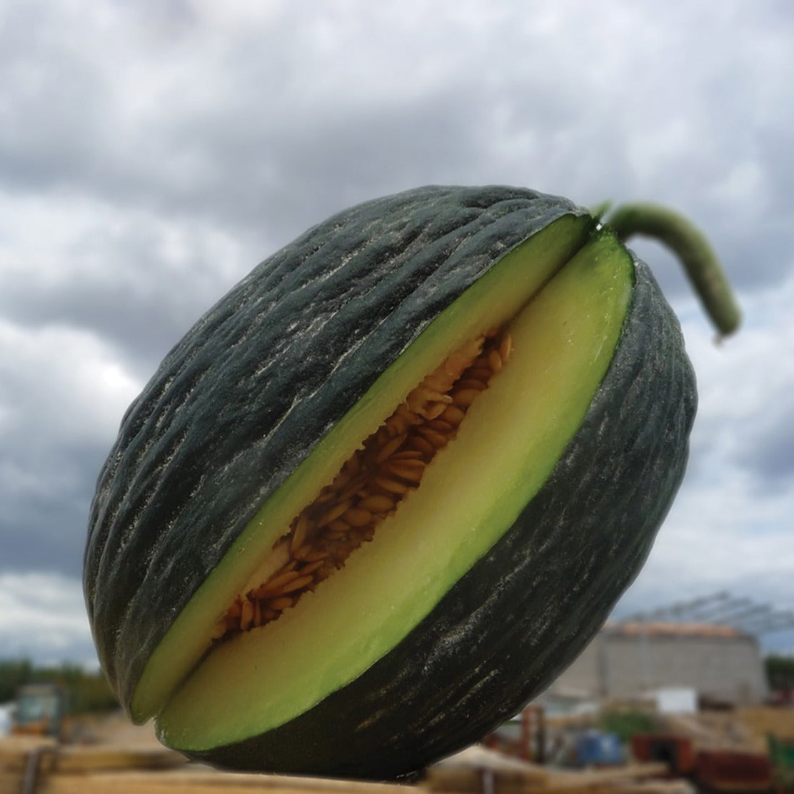 Tendral Verde Tardif melon with dark green rind, pale green flesh and seeds Seedtime Store on Tampa Home & Garden Store
