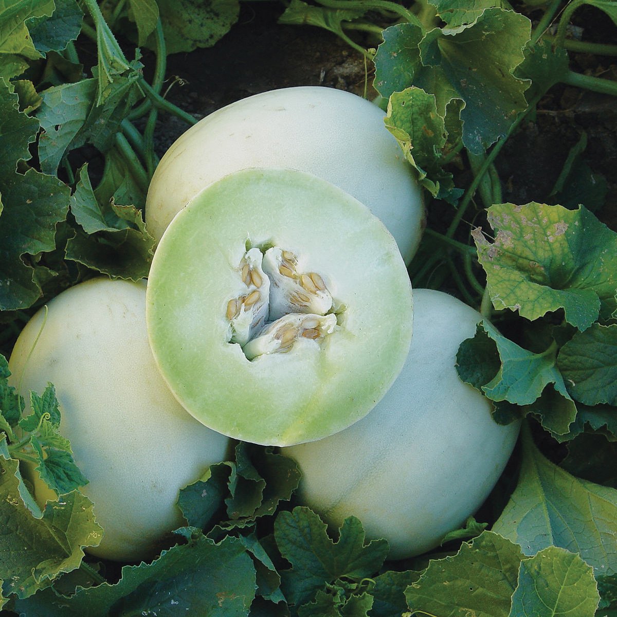 Green Flesh Honeydew Melon on leafy vines; pale green skin and exposed seeds on Tampa Home & Garden Store