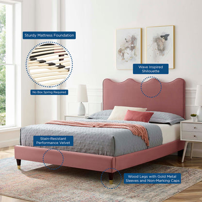 Current Performance Velvet Queen Platform Bed by Modway dusty rose velvet, legs with gold caps on Tampa Home & Garden Store
