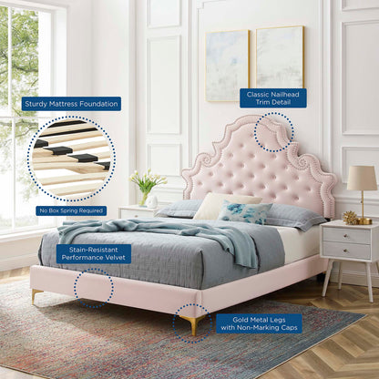 Gwyneth Tufted Velvet Queen Platform Bed by Modway in blush pink with gold metal legs on Tampa Home & Garden Store