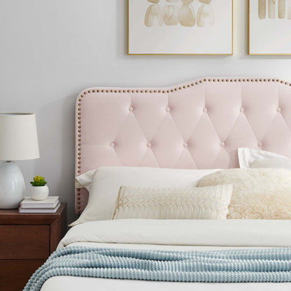 Amber Tufted Velvet Platform Bed by Modway in blush pink with brass nailhead trim on Tampa Home & Garden Store