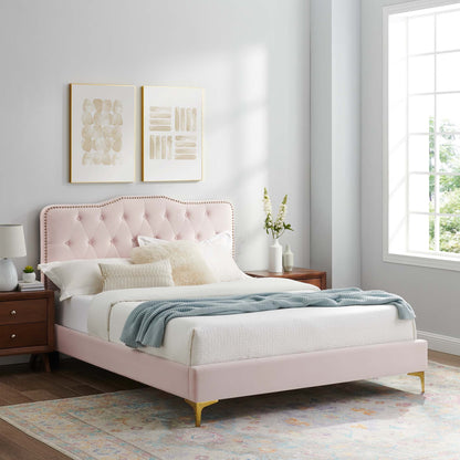 Amber Tufted Performance Velvet Platform Bed by Modway, blush pink velvet, gold legs on Tampa Home & Garden Store
