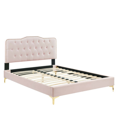 Amber tufted performance velvet platform bed by Modway with gold-toned legs on Tampa Home & Garden Store