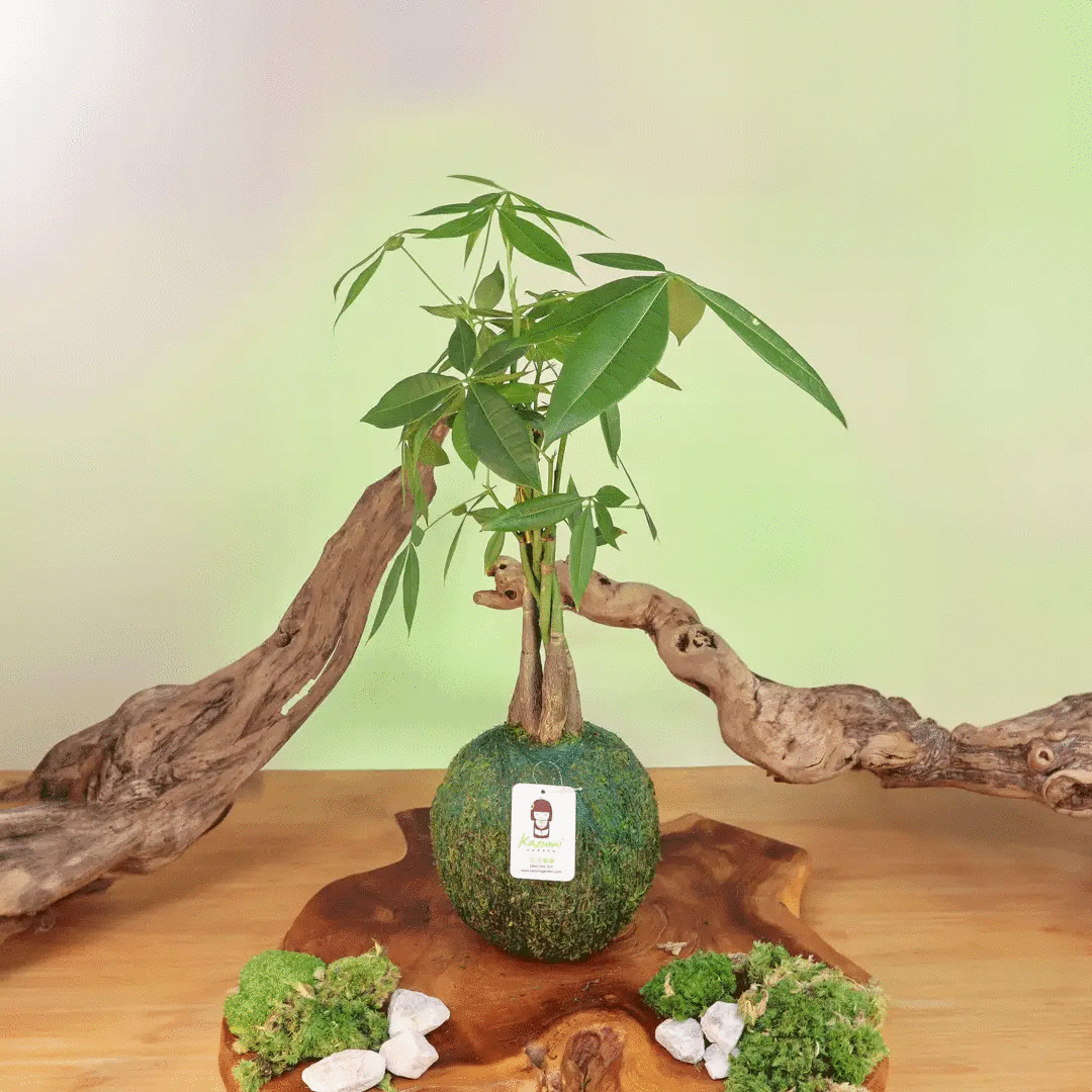 Money Tree Moss Ball Kokedama by Kazumi Garden; green-leaf potted houseplant on moss ball on Tampa Home & Garden Store