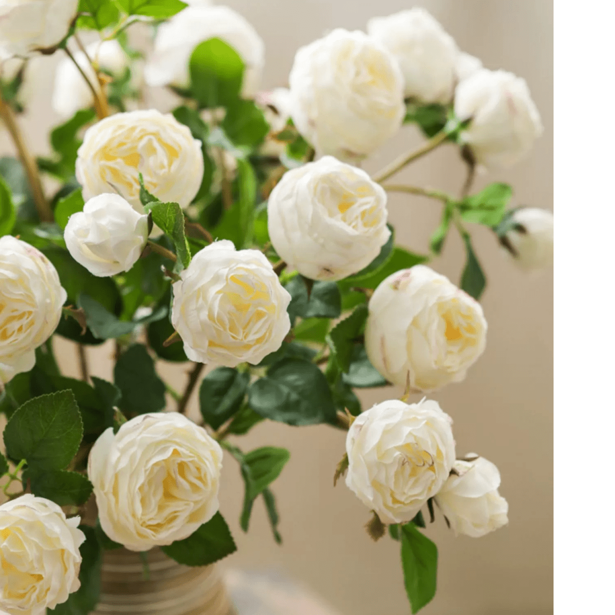 White cabbage rose stem 20.8 inches tall, RusticReach ivory petals and green leaves on Tampa Home & Garden Store
