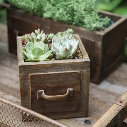 RusticReach farmhouse wooden planter box with rosette succulents in brown on Tampa Home & Garden Store
