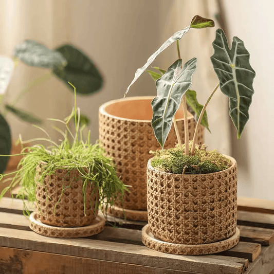 Faux Woven Grid Cement Pot set of 3 by RusticReach in beige with saucers and plants on Tampa Home & Garden Store