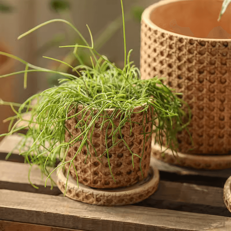 Faux Woven Grid Cement Pot by RusticReach with trailing green plant on a rustic wooden surface on Tampa Home & Garden Store