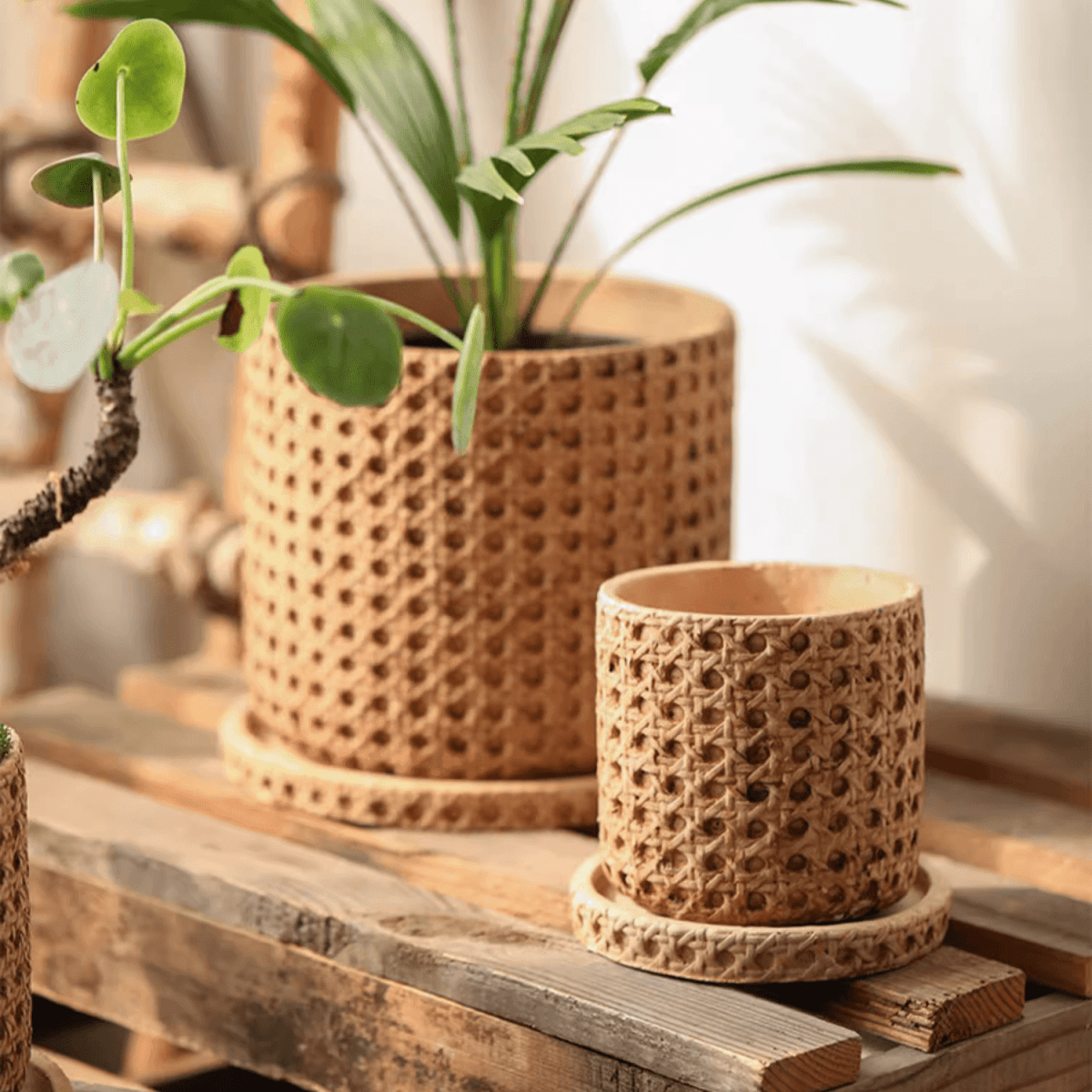Faux Woven Grid Cement Pot set of 2 by RusticReach; large planter with a leafy green plant and a smaller matching pot on coasters on wood table on Tampa Home & Garden Store