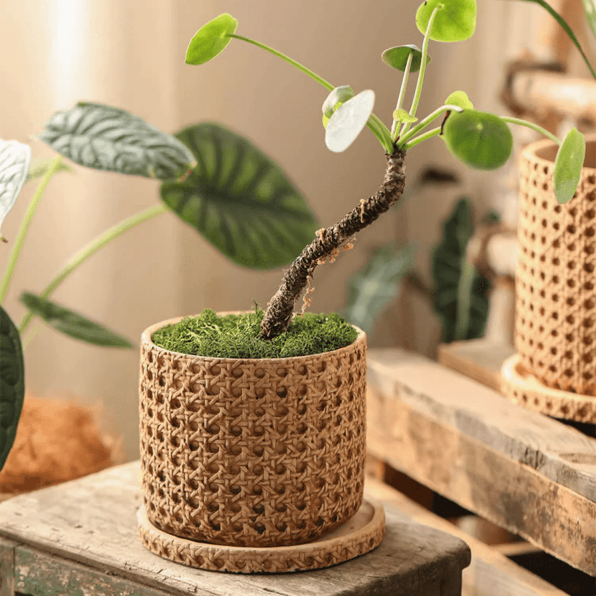 Faux Woven Grid Cement Pot by RusticReach, natural tan textured planter with moss on Tampa Home & Garden Store