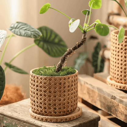 Faux Woven Grid Cement Pot by RusticReach, natural tan textured planter with moss on Tampa Home & Garden Store