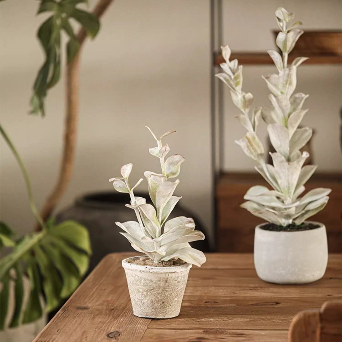 Realistic green plant pair in ceramic pots, RusticReach silver foliage on wood table on Tampa Home & Garden Store