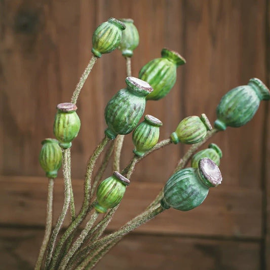 Green poppy fruit stems, 3-stem bundle, 30.7 tall with ribbed green pods on fuzzy stems on Tampa Home & Garden Store