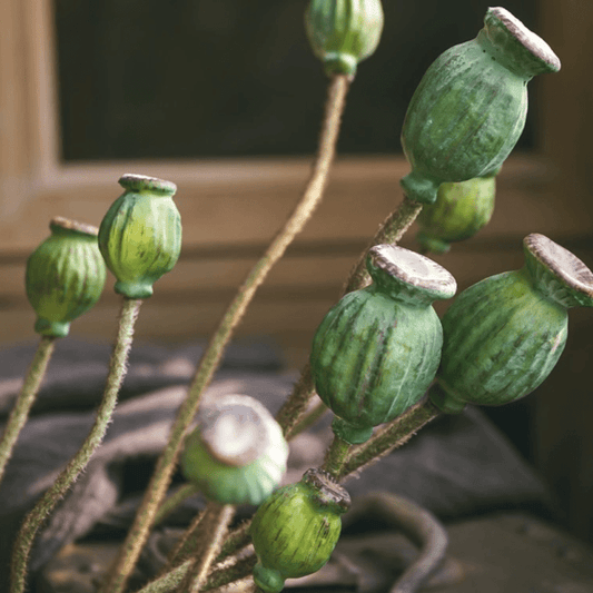 Green poppy fruit stems, 3-stem bundle, 30.7in tall on Tampa Home & Garden Store