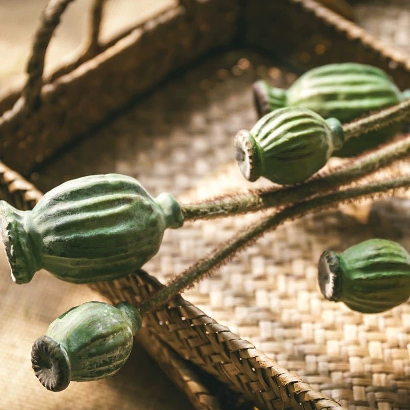 Green poppy fruit stem, 3-stem bundle with ridged green pods, RusticReach on Tampa Home & Garden Store