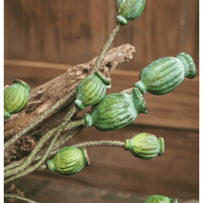 Green poppy fruit stem 3-stem bundle, 30.7 tall with textured green seed pods RusticReach on Tampa Home & Garden Store