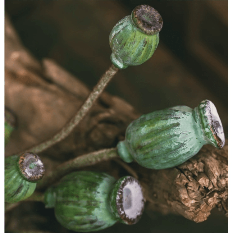 Green Poppy Fruit Stem, 3-stem bundle, 30.7 inches tall, rustic garden accent on Tampa Home & Garden Store