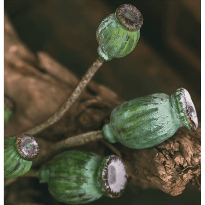Green Poppy Fruit Stem, 3-stem bundle, 30.7 inches tall, rustic garden accent on Tampa Home & Garden Store