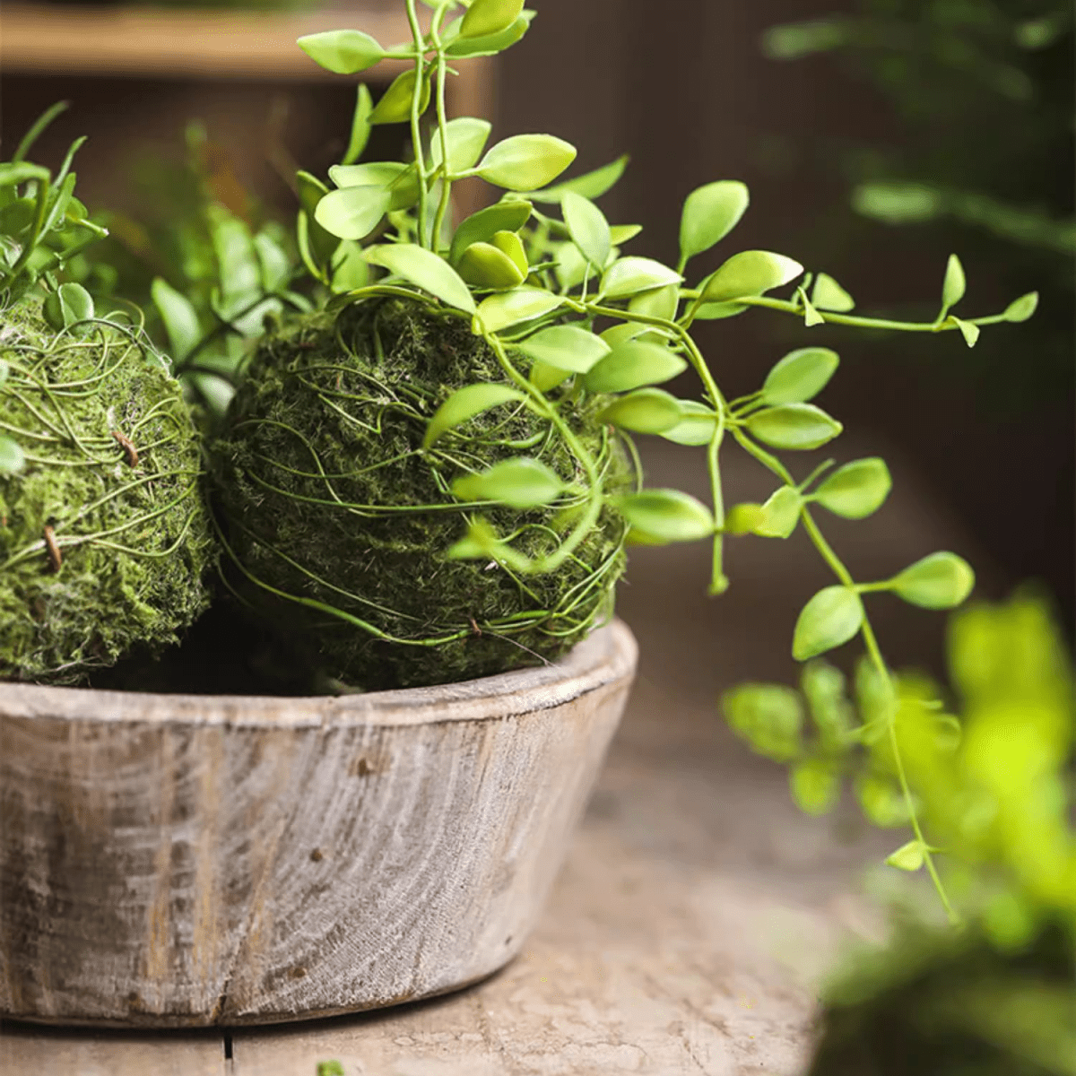 Mossy Meadow Foam Ball by RusticReach with trailing green vines in a mossy wooden planter on Tampa Home & Garden Store