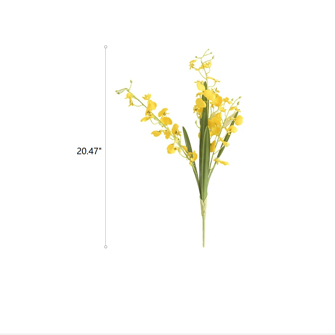 Wendy's Dancing Lady Orchid stem with bright yellow blooms and green leaves, 20.5 inches tall on Tampa Home & Garden Store