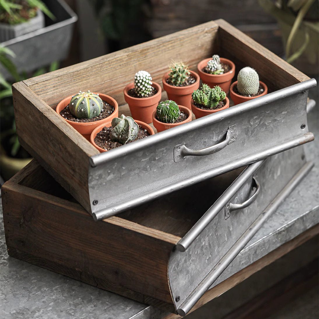 Rustic Wood and Metal Garden Tray Planter by RusticReach with nine terracotta pots of cacti on Tampa Home & Garden Store