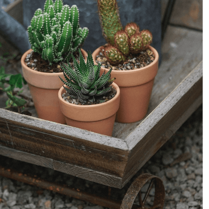 Wooden wagon flower cart with three terracotta pots and succulents, rustic garden decor on Tampa Home & Garden Store