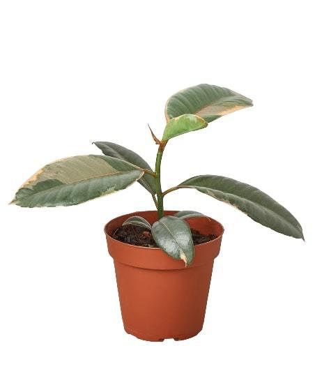 Ficus Elastica Ruby Pink indoor plant in terracotta pot with broad green leaves on Tampa Home & Garden Store