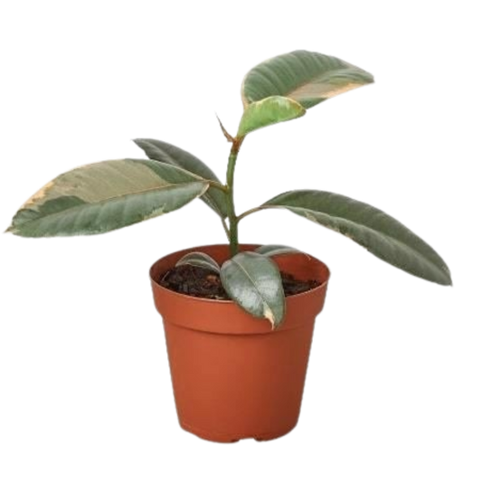 Ficus Elastica Ruby Pink indoor plant in 6in nursery pot with glossy leaves terracotta pot on Tampa Home & Garden Store