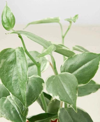Peperomia Cupid Heartleaf Plant for Indoor Decor