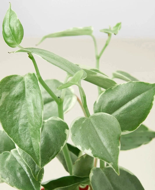 Peperomia Cupid potted houseplant with variegated green leaves in close-up on Tampa Home & Garden Store