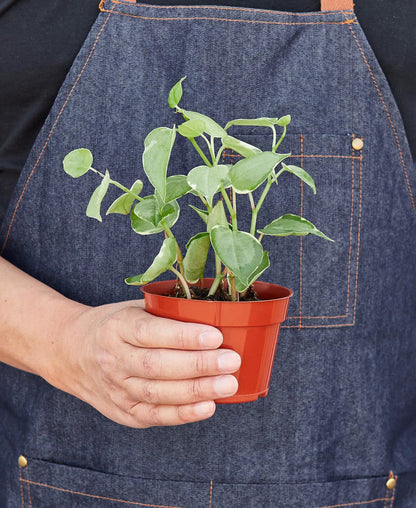 Peperomia Cupid Heartleaf Plant for Indoor Decor