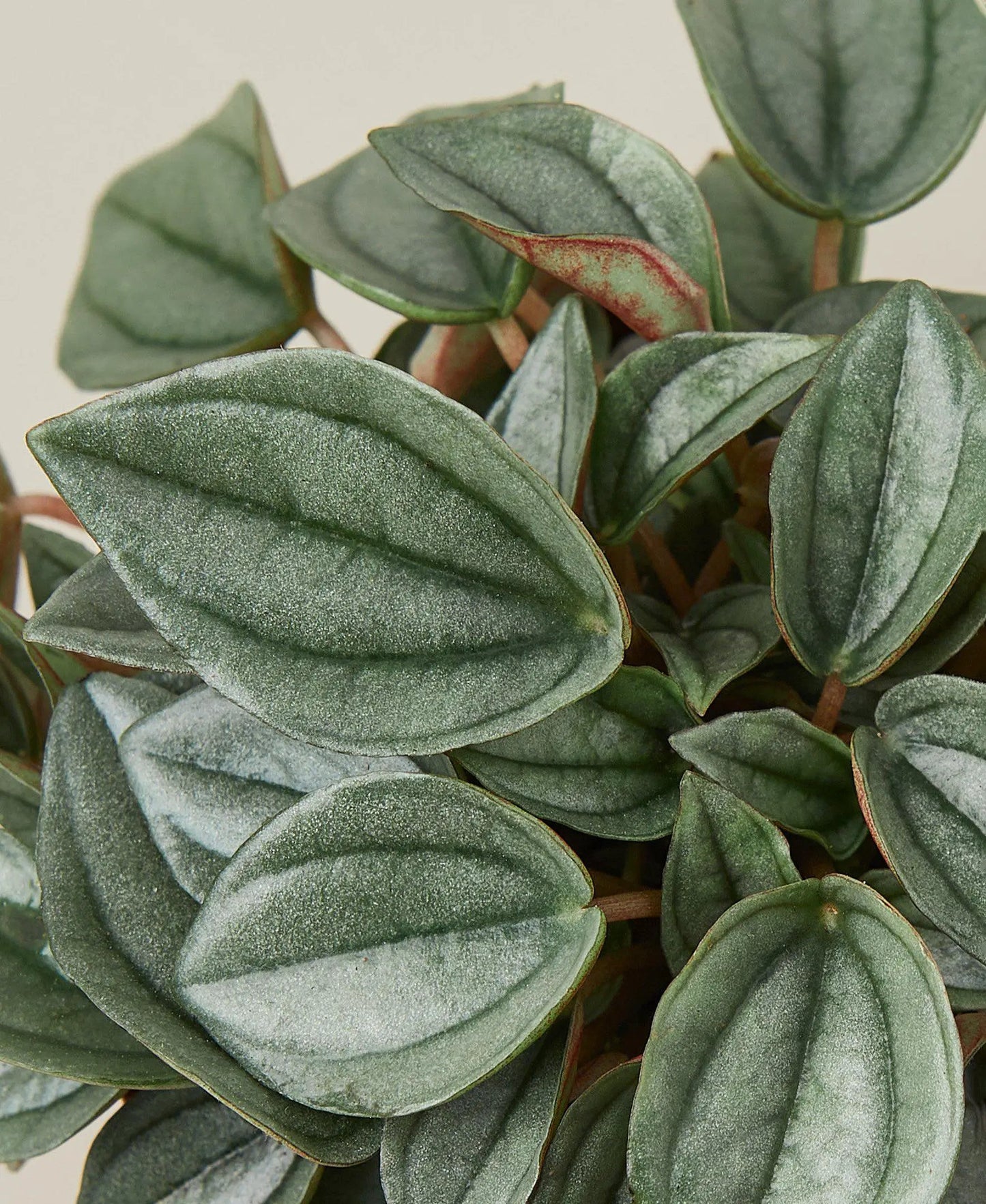 Peperomia Napoli Nights Plant In 4 Inch Pot
