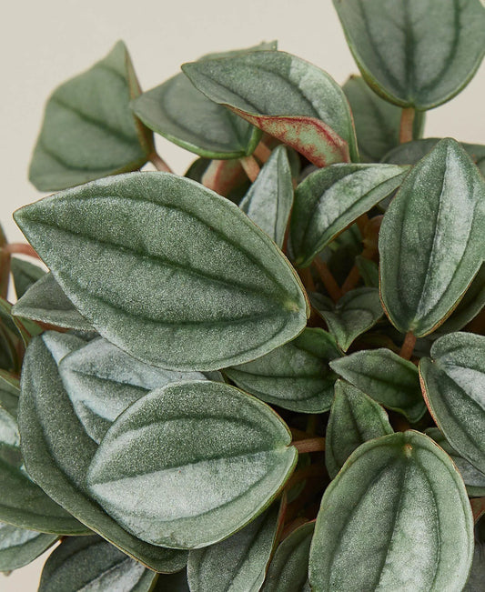 Peperomia Napoli Nights 4in pot with velvety blue-green leaves on Tampa Home & Garden Store