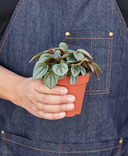 Peperomia Napoli Nights Plant In 4 Inch Pot