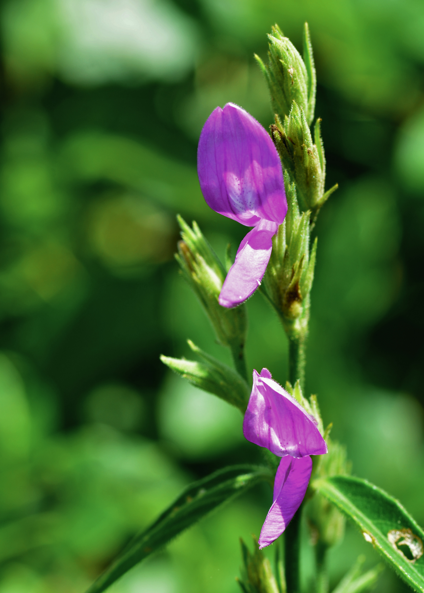 Magenta Leaf Plant, Lá Cẩm (Peristrophe roxburghiana) - Tampa Home & Garden Store
