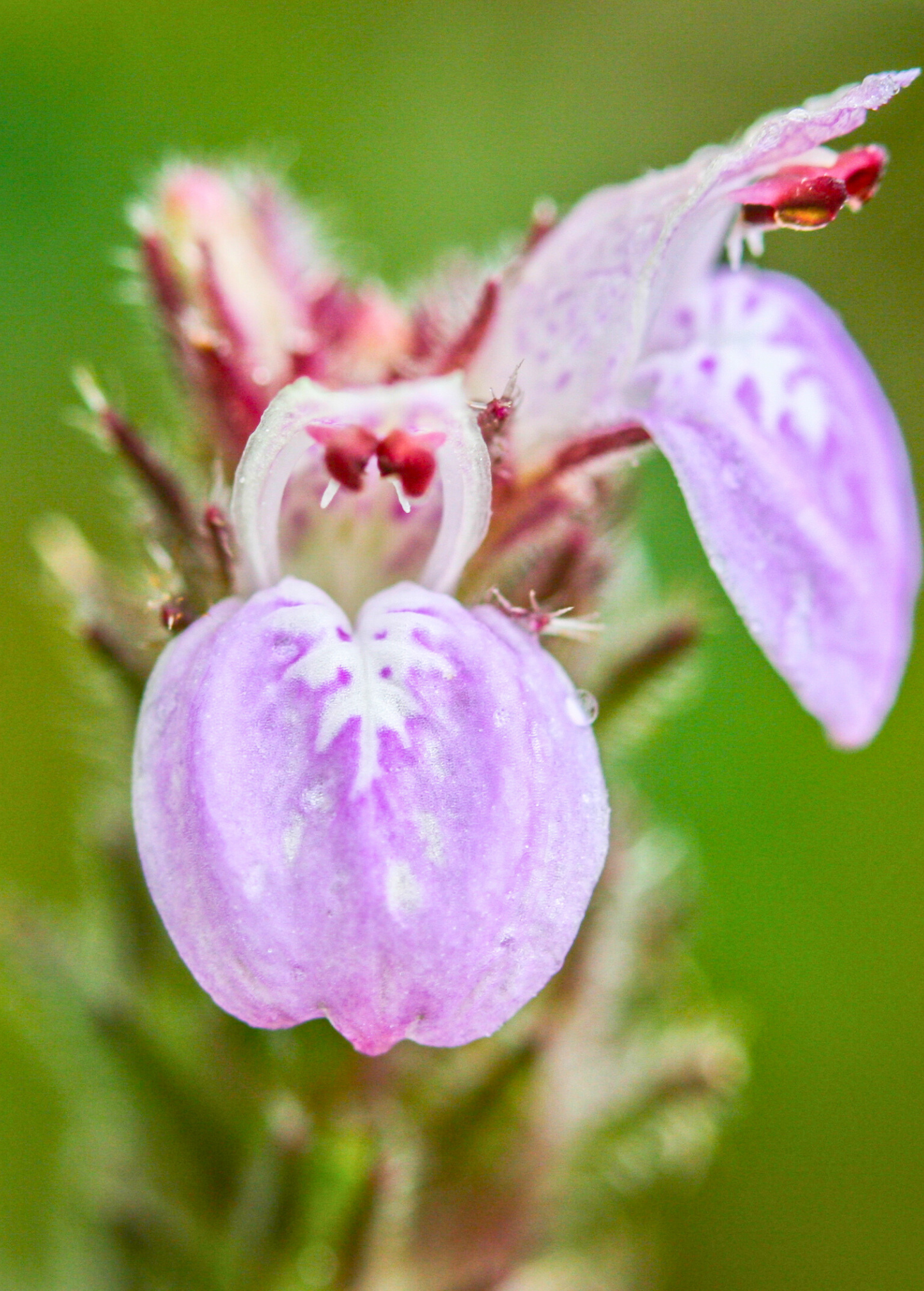 Magenta Leaf Plant, Lá Cẩm (Peristrophe roxburghiana) - Tampa Home & Garden Store