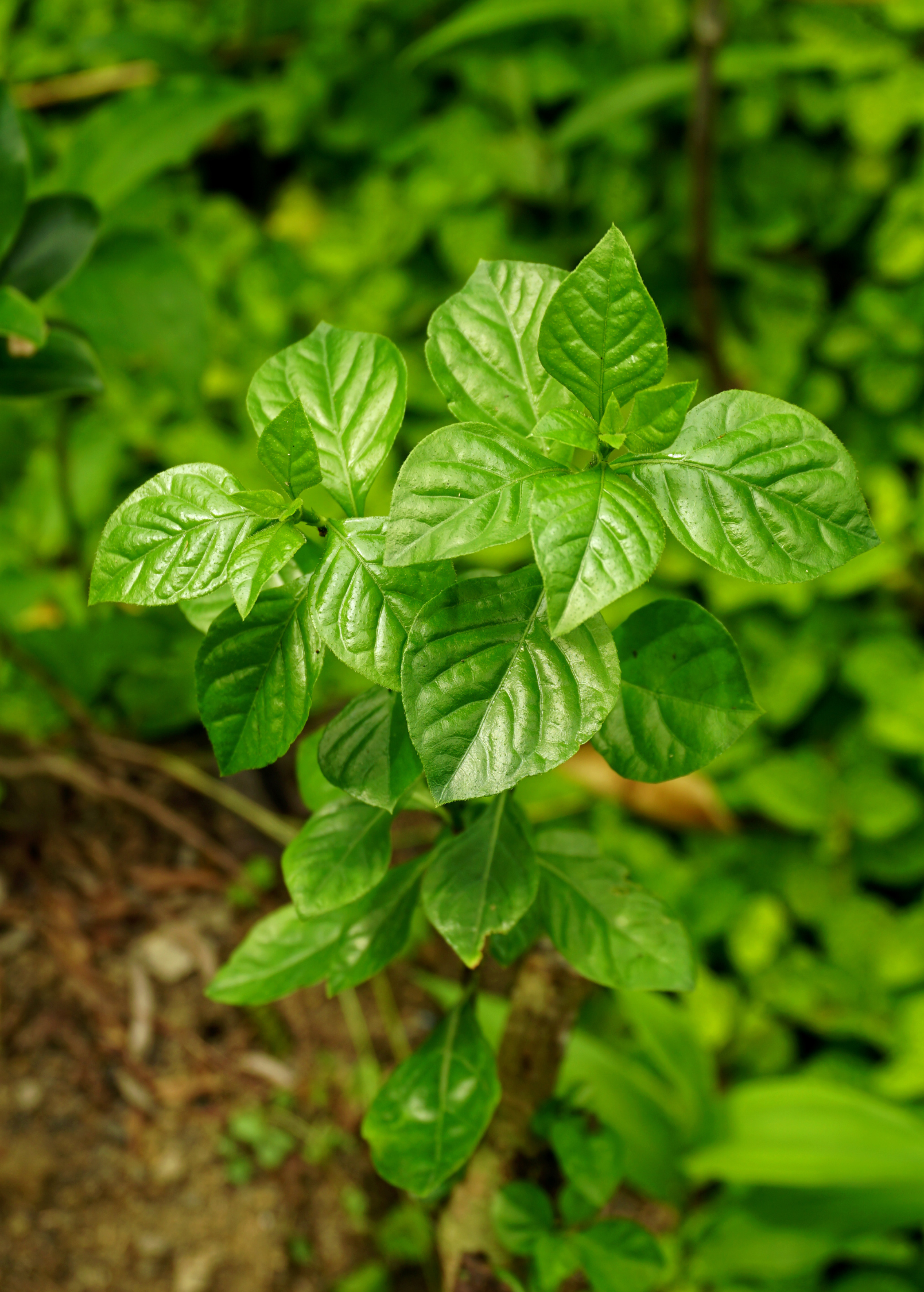 Magenta Leaf Plant, Lá Cẩm (Peristrophe roxburghiana) - Tampa Home & Garden Store