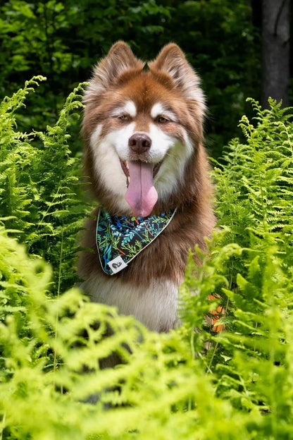 Magical Fern Forest Dog Bandana & Matching Keychain - Tampa Home & Garden Store