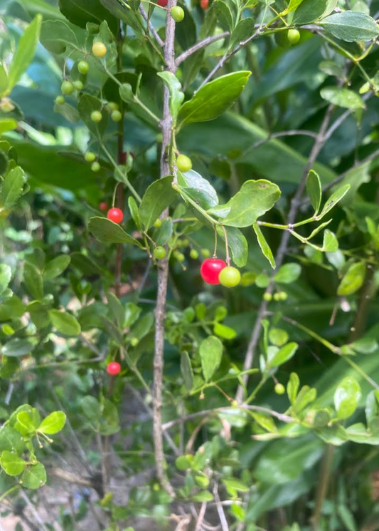 Maiden Berry (Crossopetalum rhacoma) - Tampa Home & Garden Store