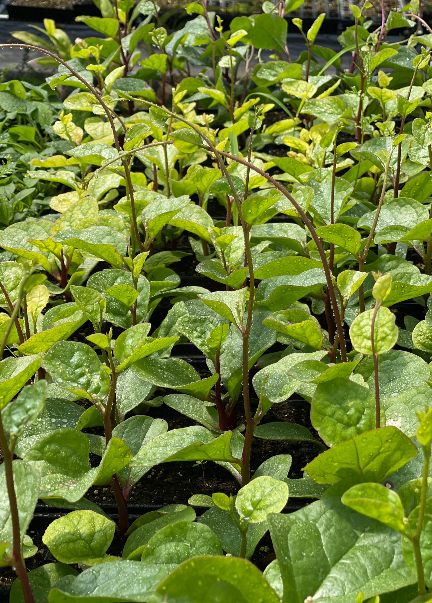 Malabar Spinach (Basella alba) - Tampa Home & Garden Store