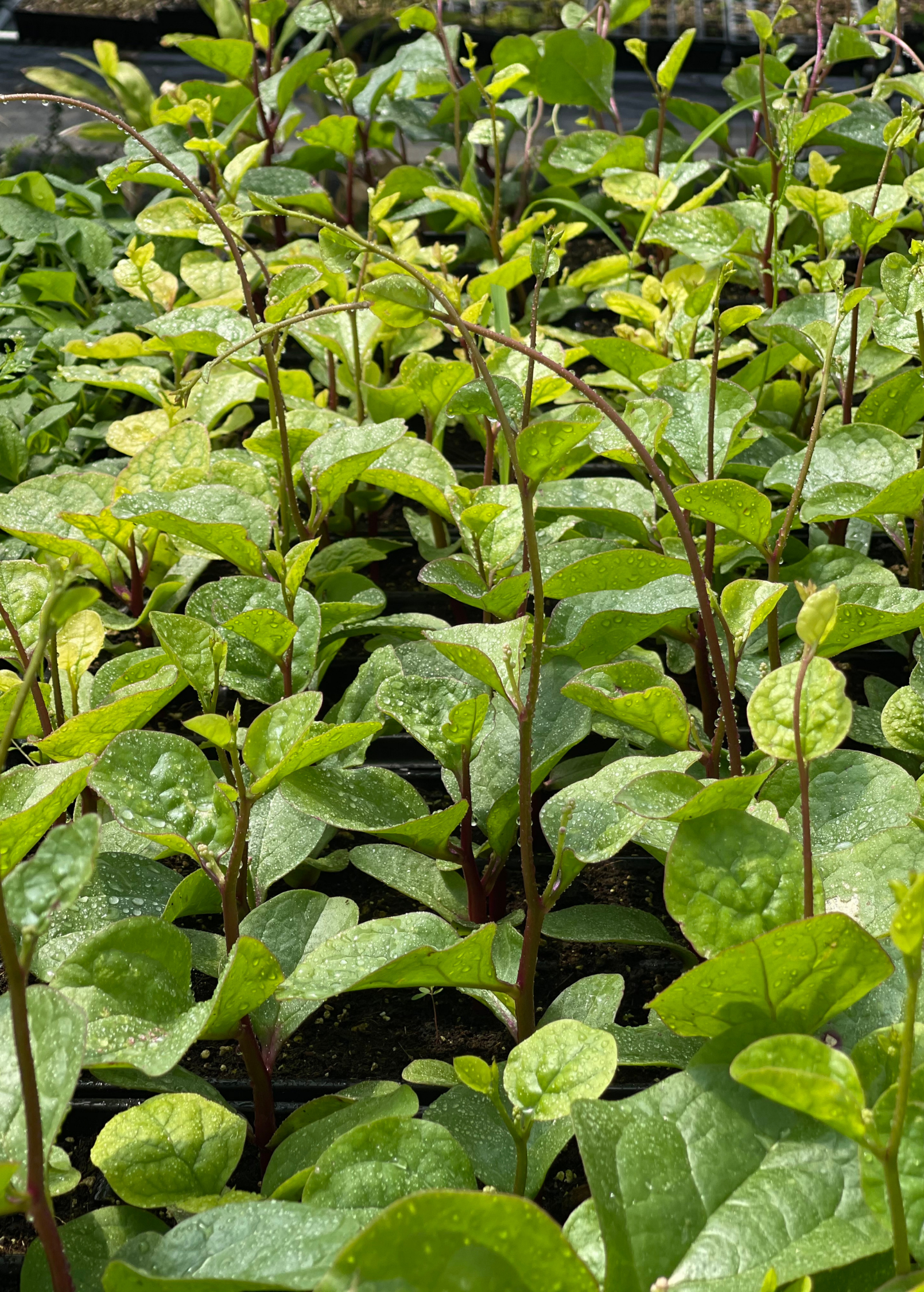 Malabar Spinach (Basella alba) - Tampa Home & Garden Store